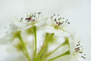 Bradford Pear Floral Cluster
