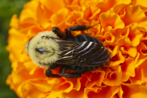 Carpenter Bee on Marigold
