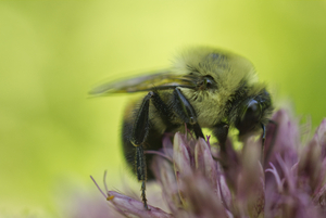 Carpenter Bee on Russian Sage with Green Background