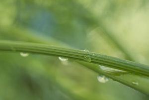 Carrot Stem After a Rain