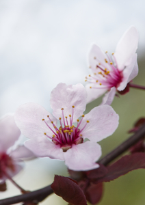 Cherry Blossom in Pink
