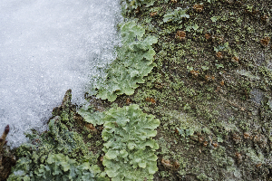 Cherry tree with Lichen and Snow II