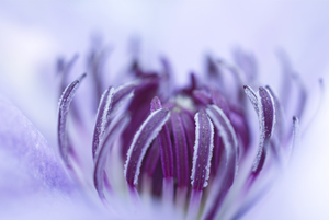 Purple Clematis Flower High Key