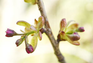 Young Crape Myrtle II - Lagerstroemia Blossoms
