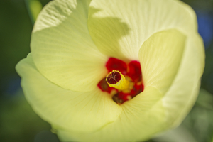 Cream Okra Flower Macro