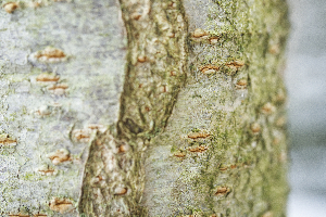 Crepe Myrtle Bark Abstract Macro 