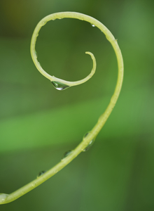Cucumber Tendril with Water Drop