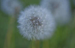 Dandelion Puffball Field