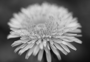 Dandelion Wildflower Macro B&W