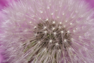 Dandelion Puffball Macro in Pink