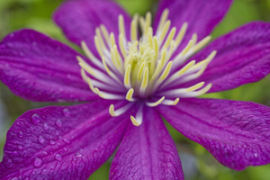 DarkPinkClemantisFlowerMacro IrisRichardson
