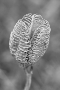 Dried Day Lillie Head Portrait in Black and White