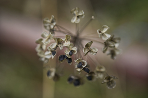 Dried out Garlic Chive Flower
