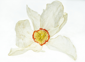 Dried Poets Daffodile 1