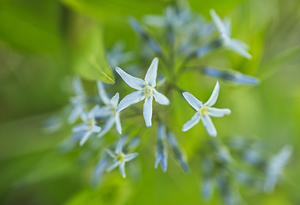 Eastern Bluestar 0416