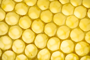 Empty Organic Bee Honeycomb