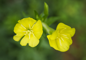 Evening Primrose Flowers 08