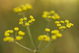Fennel Flowers In Fall