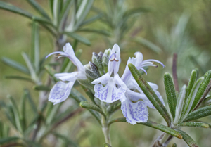 Flowering Rosemary