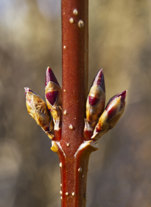 Forsythia Buds