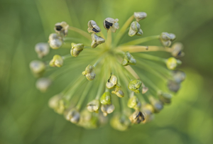 Garlic Chive Flower in Seed 