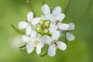 Alliaria petiolata Garlic mustard Flower