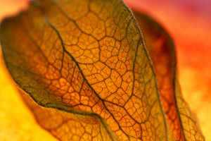 Glowing in Magenta Physalis