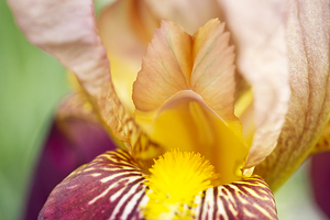 Maroon Iris Flower Macro