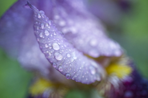Iris Flower in Rain May 19