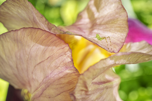 Iris Flower with Glass Katydids Nymph