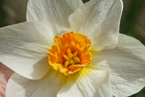 Large Cupped Daffodil 