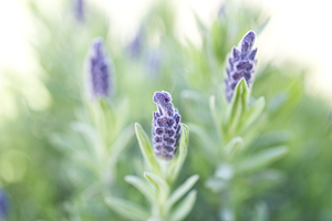 Spanish Lavender Buds Macro