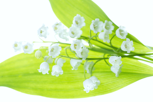 Lily of the Valley in White
