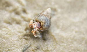 Long-claw Hermit Crab on Sand