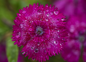 Magenta Sweet William Flower  after a fall rain