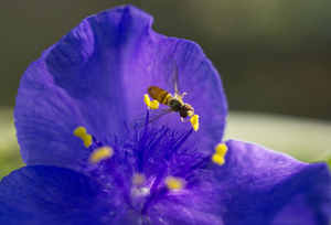 Margined Calligrapher Spiderwort 