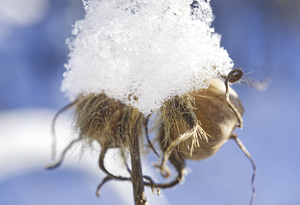 MorningGlorySeedPodsWithSnow IrisRIchardon