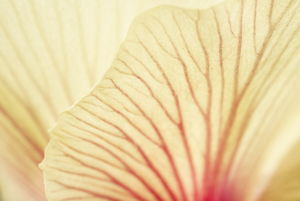 Okra Petal in Cream and Pink