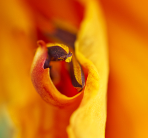 Orange Lillie Stamen Square