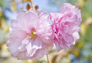 Ornamental Pink Cherry Blossom Macro