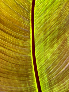 Palm Leaf Macro II