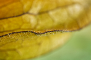 Physalis Peruviana Crossline Landscape