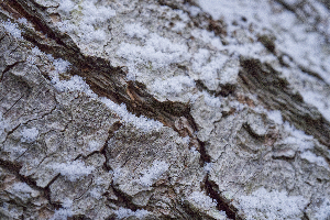 Pine Tree Bark With Snow II