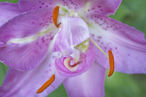 Large Pink Lily Macro