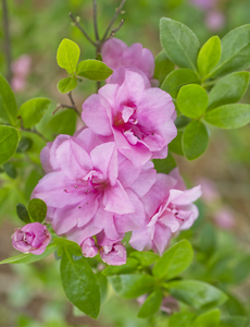 Pink Rhododendron Azaleas  Flower Cluster 