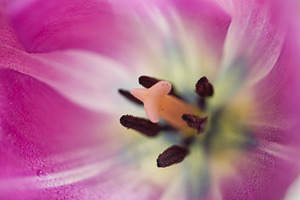 Pink Tulip Inside Macro 