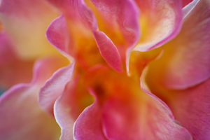 Pink and Yellow Rose Abstract Macro