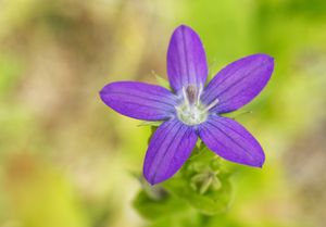 Purple Clasping Venuss Looking Glass Flower