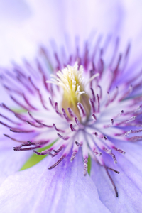 Purple Clementine Steman Macro 