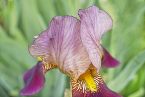 Purple Iris Floral in Green